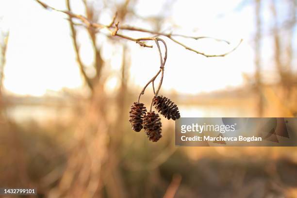regensburg, germany:  close up of alder cones alnus glutinosa - alder tree stock pictures, royalty-free photos & images