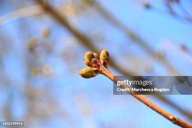 regensburg, germany: twig of a tree with freshly unraveled buds - bud opening stock pictures, royalty-free photos & images