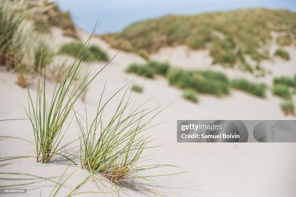 The dunes of the beaches of the Baie-de-Somme