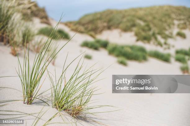 the dunes of the beaches of the baie-de-somme - wilderness area stock pictures, royalty-free photos & images