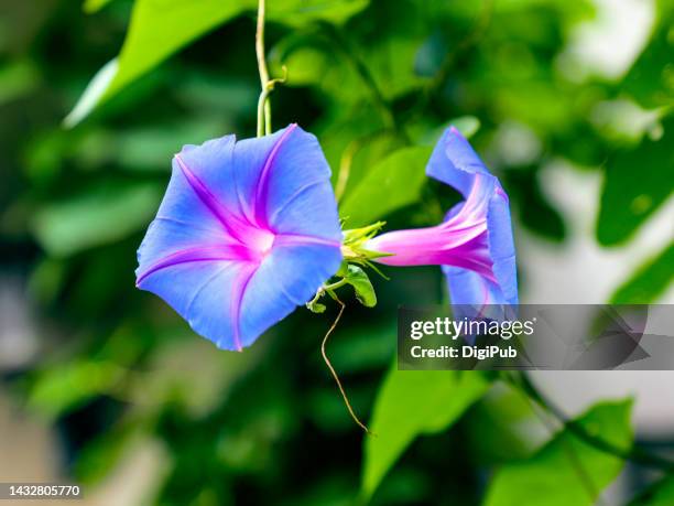 morning glory - ipomoea fotografías e imágenes de stock