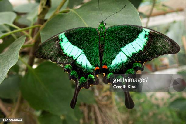 close-up of an emerald swallowtail butterfly on a plant, malaysia - emerald swallowtail stockfoto's en -beelden
