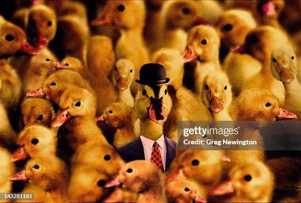 boss duck - bowler hat stock pictures, royalty-free photos & images