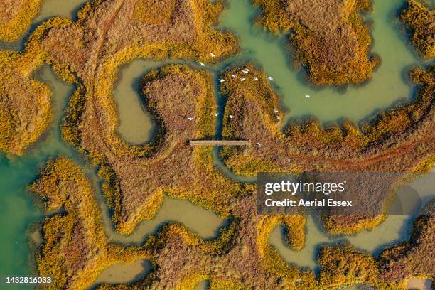 birds flying through a salt marsh - bladnerf stockfoto's en -beelden