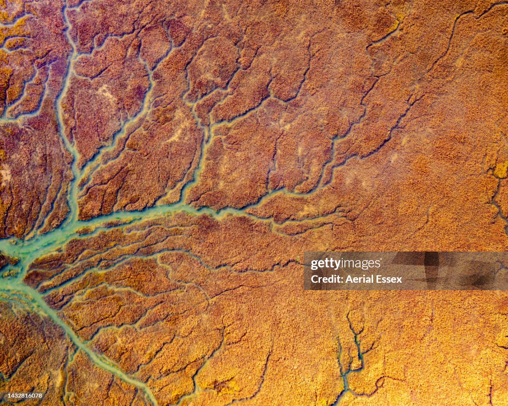 Salt Marsh