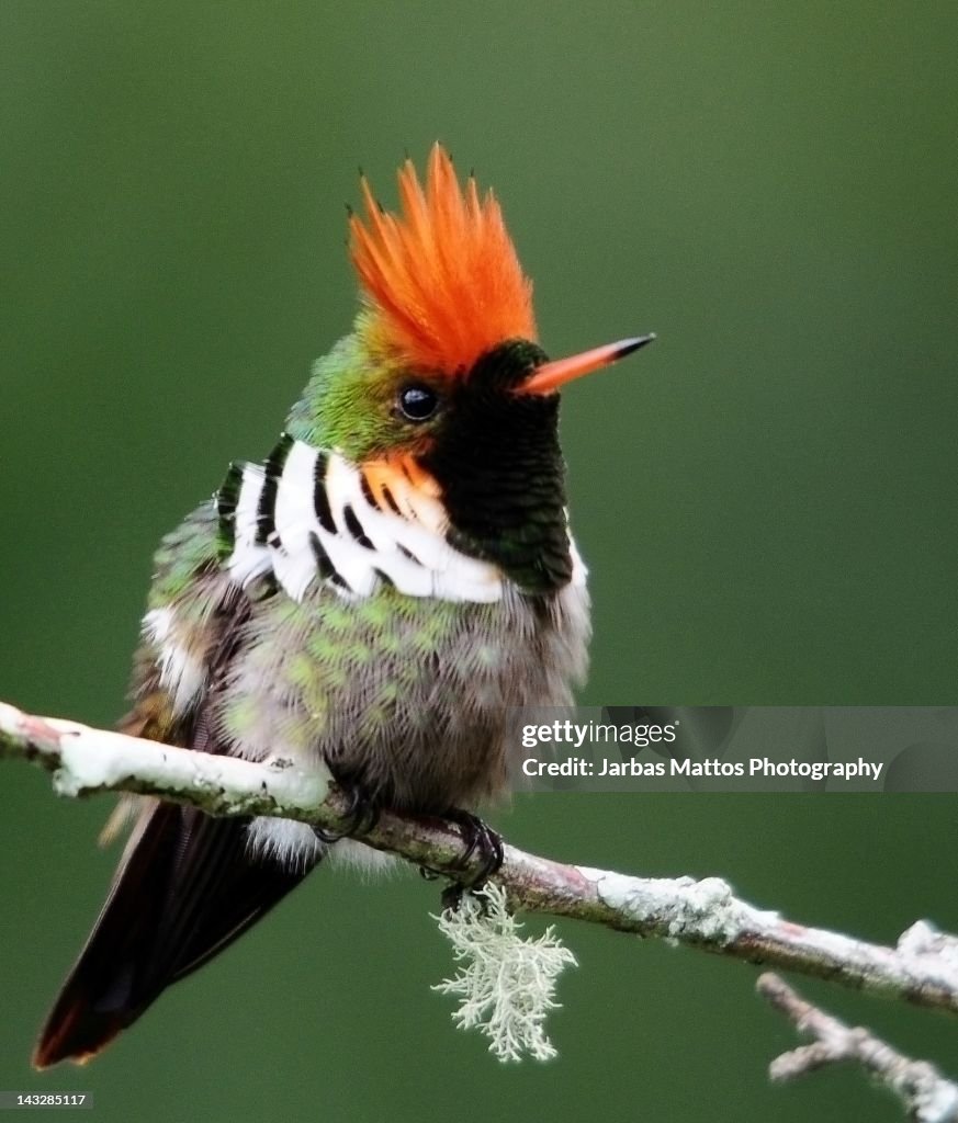 Frilled Coquette (Lophornis magnificus)