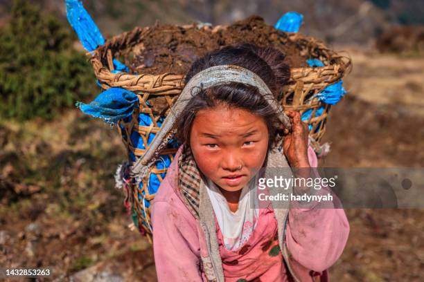 piccola ragazza nepalese trasporto di circa 40 kg yak di letame - porter foto e immagini stock