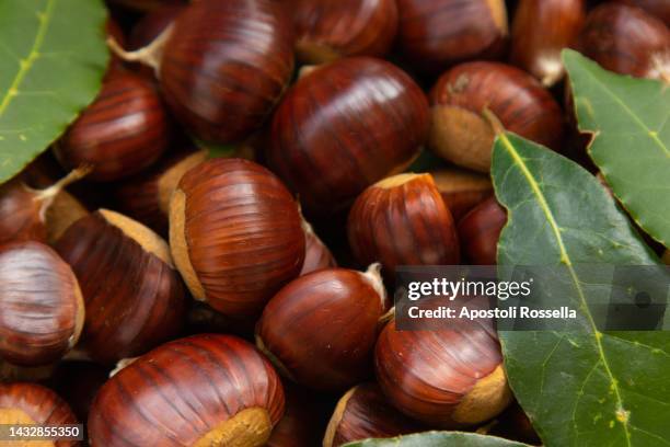 chestnuts and bay leaves - castagno foto e immagini stock