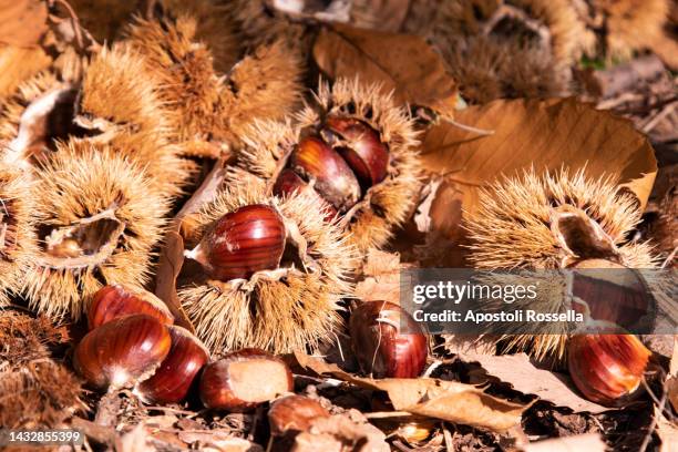 chestnuts in the autumn wood - chestnut tree stock pictures, royalty-free photos & images