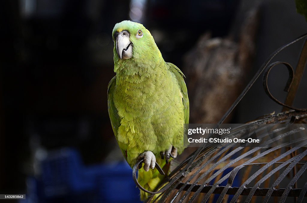 Green parrot