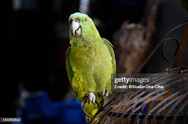 green parrot - birdcage imagens e fotografias de stock