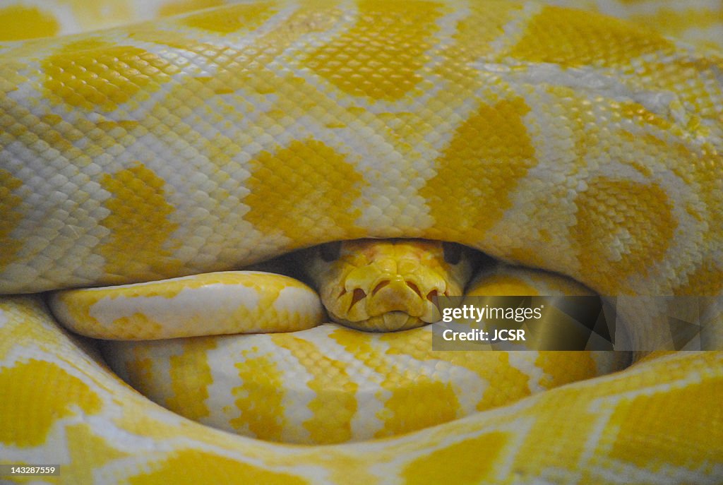 Yellow python