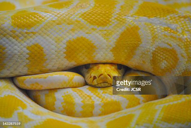 yellow python - cobra imagens e fotografias de stock