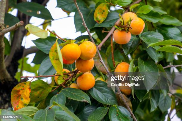 persimmon tree - amerikanische kakipflaume stock-fotos und bilder