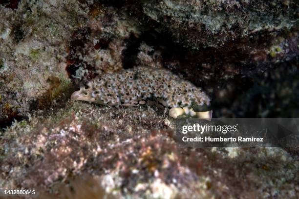 lettuce sea slug. - lettuce sea slug stock pictures, royalty-free photos & images