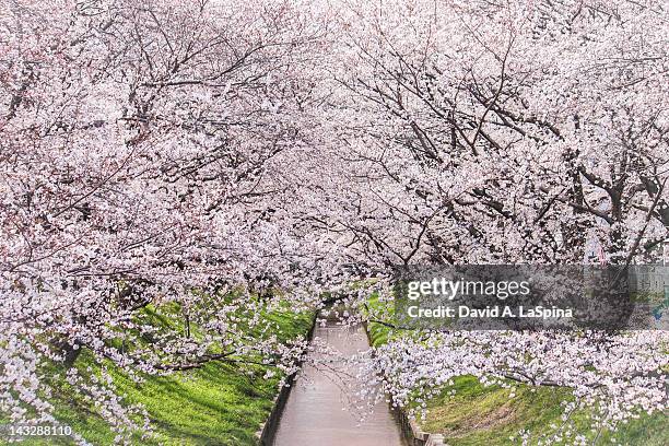 creak surrounded by cherry blossoms - aichi prefecture fotografías e imágenes de stock