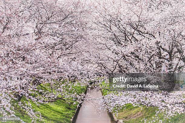 creak surrounded by cherry blossoms - aichi prefecture stock pictures, royalty-free photos & images