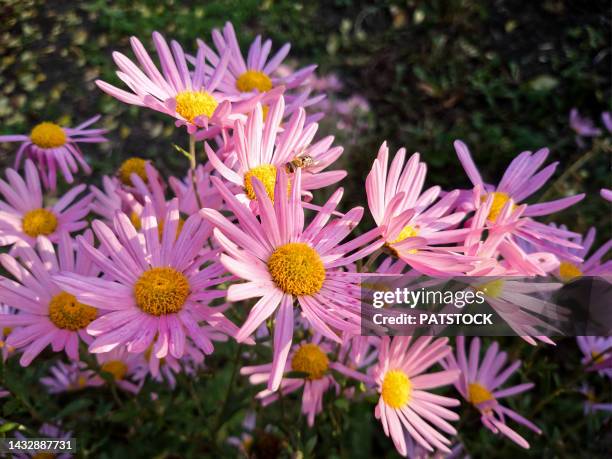 aster flowers. - aster stock pictures, royalty-free photos & images