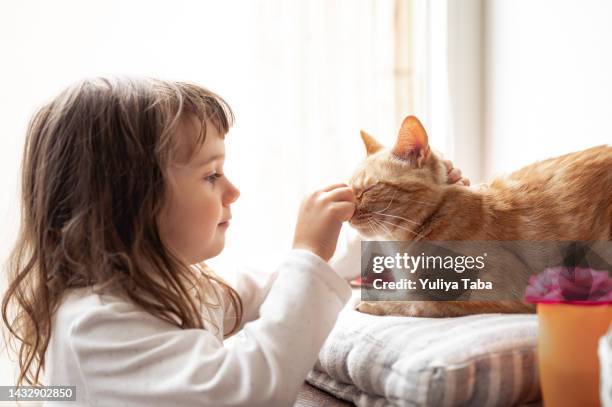 girl feeding a ginger cat. kid playing with a cat near window at home. cute toddler and her cat.  cute little toddler girl playing with her domestic animal pet - girls cuddling cat stock pictures, royalty-free photos & images