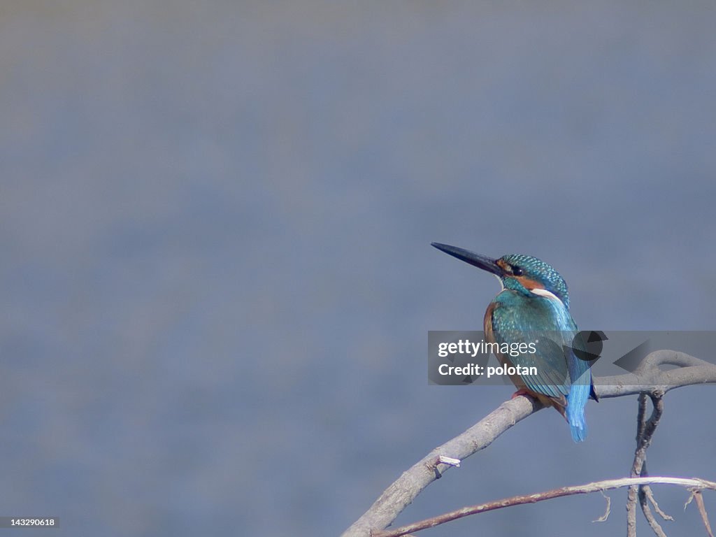 Kingfisher bird