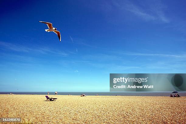 seagull in flight - aldeburgh stock pictures, royalty-free photos & images