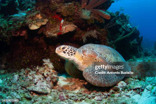 green sea turtle resting at the bottom of the ocean - wirbelloses tier stock-fotos und bilder