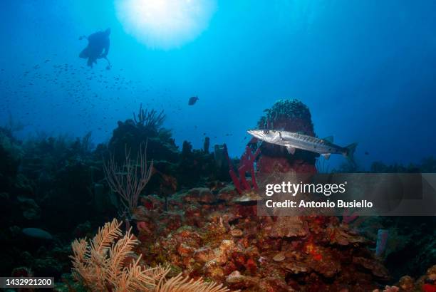 divers photographer looking at a barracuda - barracuda stock pictures, royalty-free photos & images