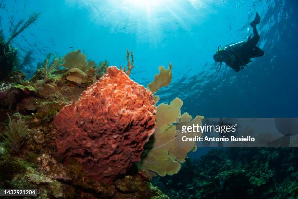 female scuba diver swimming over giant barrel sponge. - submarine photos 個照片及圖片檔