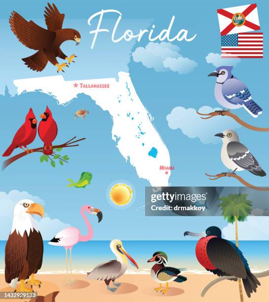 florida and birds - miami beach palm stock illustrations