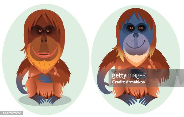stockillustraties, clipart, cartoons en iconen met orangutan - kalimantan