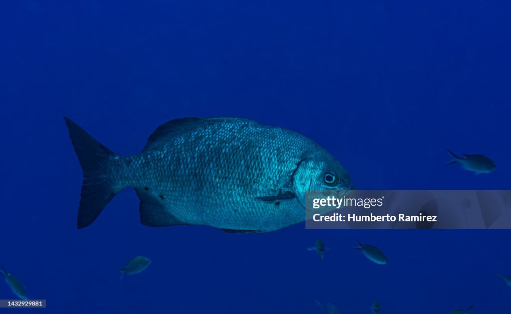 Bermuda Chub.