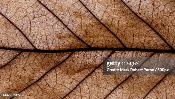 full frame shot of leaf,middle pool,telford,united kingdom,uk - midlands england bildbanksfoton och bilder