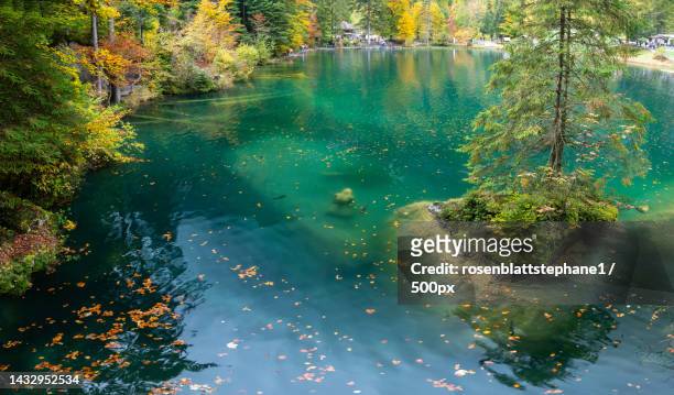 high angle view of lake amidst trees in forest,blausee,kandergrund,switzerland - blausee stock-fotos und bilder