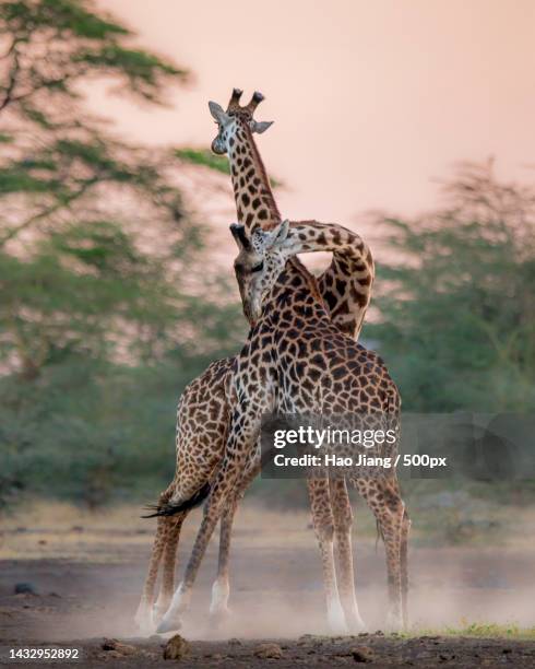 two young male giraffes practice fighting,kenya - giraffe stock-fotos und bilder