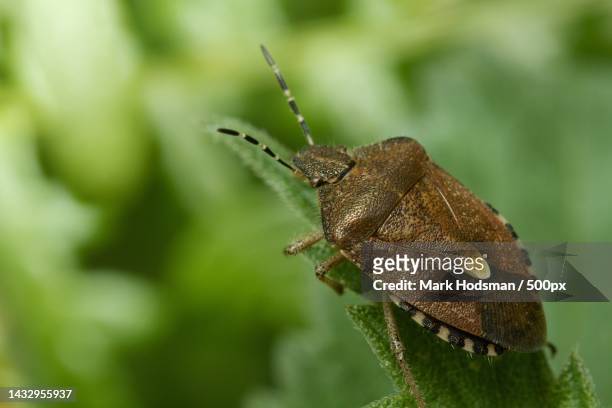 close-up of insect on leaf,lincolnshire,united kingdom,uk - emittero foto e immagini stock