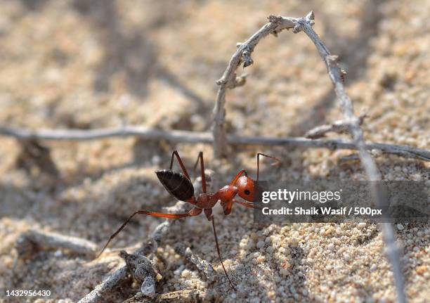 close-up of ants on rock - solenopsis invicta stock-fotos und bilder