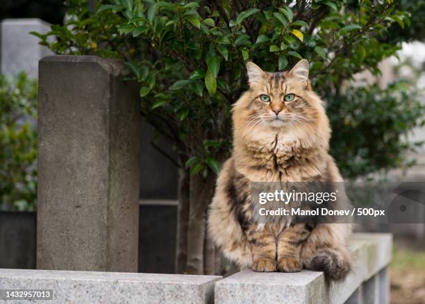 portrait of cat sitting on retaining wall,japan - siberian cat stockfoto's en -beelden