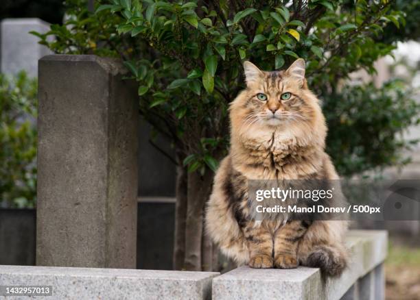 portrait of cat sitting on retaining wall,japan - sibirisk katt bildbanksfoton och bilder