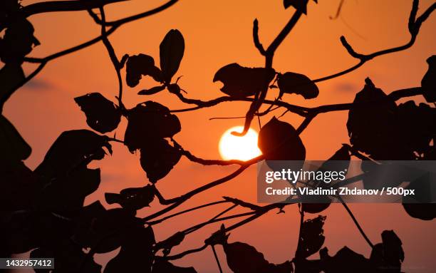 silhouette of leaves against sky during sunset,vietnam - insel phu quoc stock-fotos und bilder