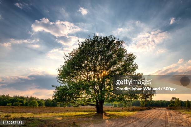 trees on field against sky during sunset,ermelo,gelderland,netherlands - veluwe stock-fotos und bilder
