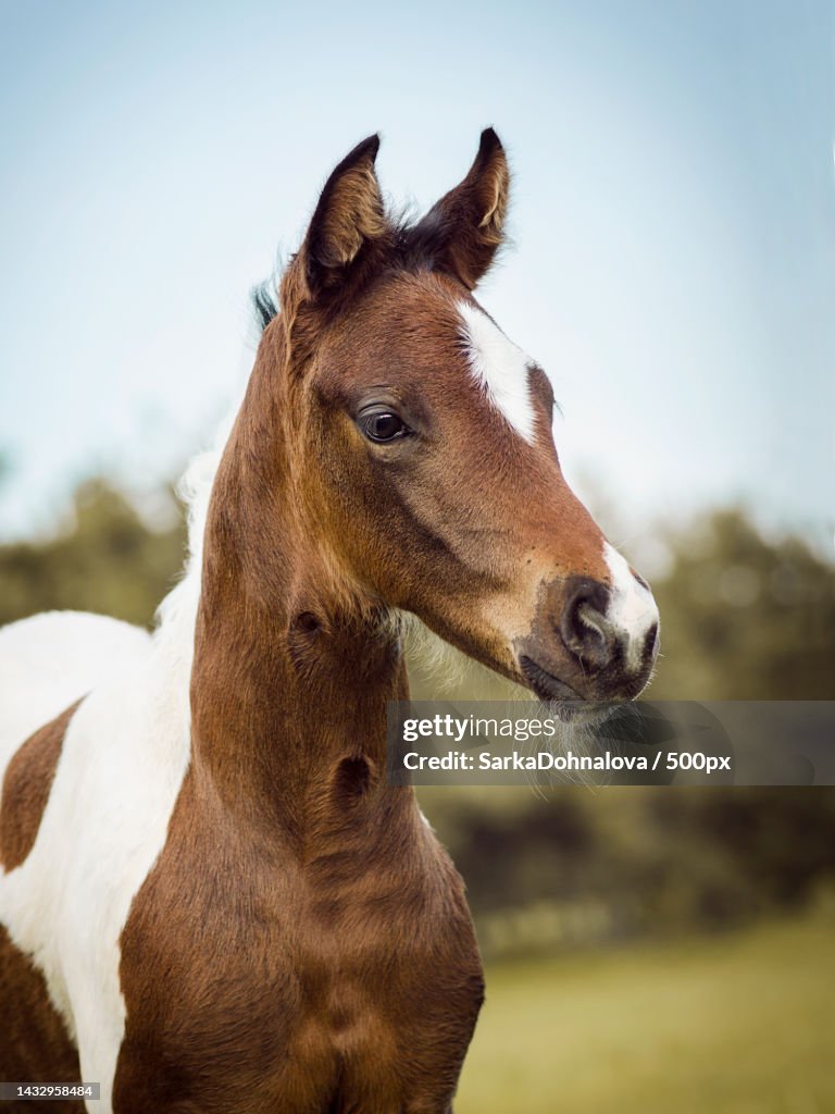 Close-up of filly standing on field against sky,Czech Republic