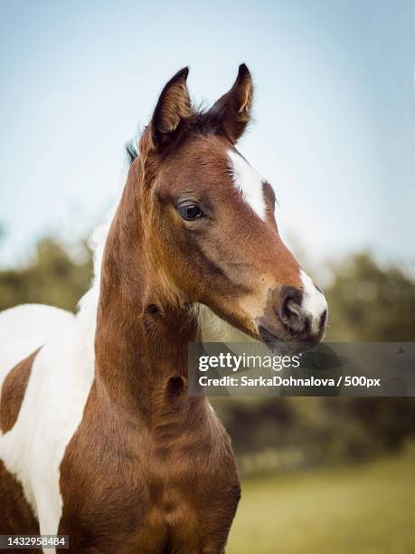 close-up of filly standing on field against sky,czech republic - baby horses stock pictures, royalty-free photos & images