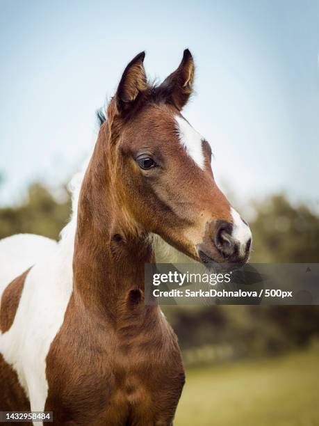 close-up of filly standing on field against sky,czech republic - föl bildbanksfoton och bilder