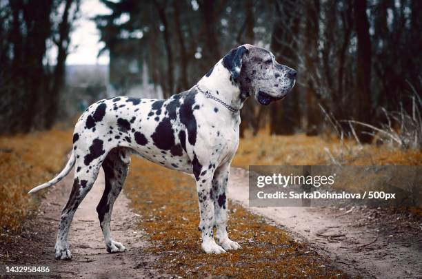 side view of great dane standing on field,czech republic - gran danés fotografías e imágenes de stock