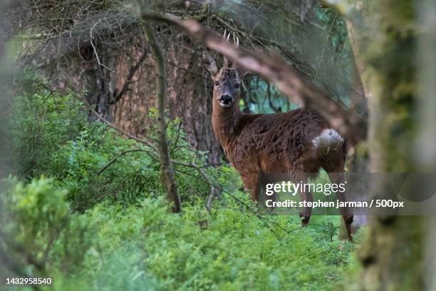 portrait of deer standing by plants in forest,bingley st ives,united kingdom,uk - stephen ives stock pictures, royalty-free photos & images