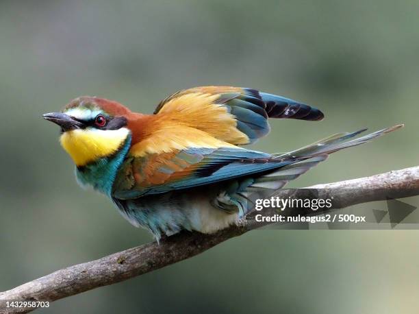 close-up of bee perching on branch - bee eater stock pictures, royalty-free photos & images