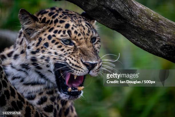 close-up of amur leopard,the centre,united kingdom,uk - amur leopard stock-fotos und bilder