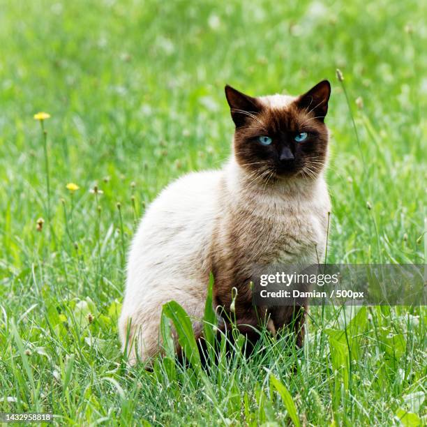 portrait of cat sitting on grass - gatto siamese foto e immagini stock