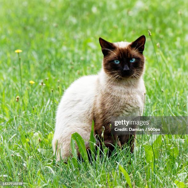 portrait of cat sitting on grass - siamese cat stock pictures, royalty-free photos & images
