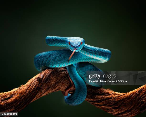 close-up of rope tied on tree trunk,jakarta,indonesia - jakarta stock pictures, royalty-free photos & images